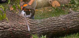 How Our Tree Care Process Works  in  Lyford, TX