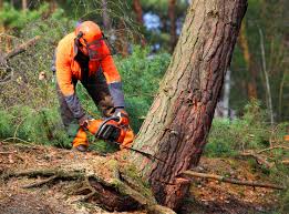 Trusted Lyford, TX Tree Care Experts