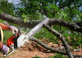 How Our Tree Care Process Works  in  Lyford, TX