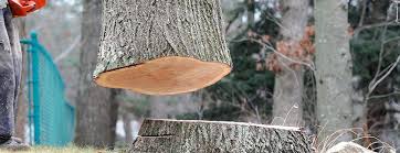 Best Commercial Tree Services  in Lyford, TX